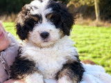 Chiot Ultra Bernedoodle standard