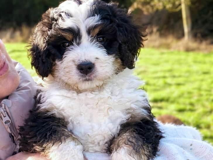 Chiot Ultra Bernedoodle standard