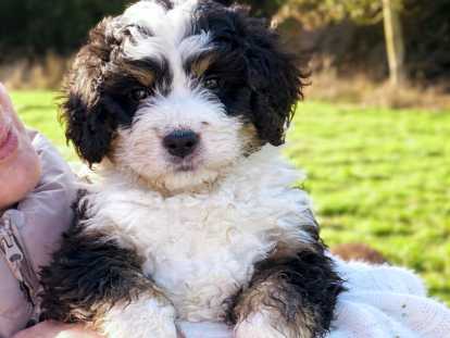 Chiot Ultra Bernedoodle standard