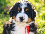 Chiot Ultra Bernedoodle standard