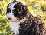 Chiot Ultra Bernedoodle standard