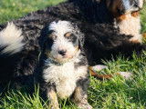 Chiot Ultra Bernedoodle standard
