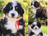 Chiot Ultra Bernedoodle standard