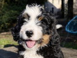 Chiot Ultra Bernedoodle standard