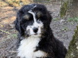 Chiot Ultra Bernedoodle standard