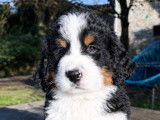 Chiot Ultra Bernedoodle standard