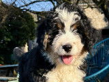 Chiot Ultra Bernedoodle standard