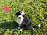 Chiot Ultra Bernedoodle standard