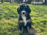 Chiot Ultra Bernedoodle standard