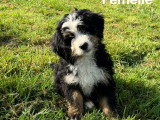 Chiot Ultra Bernedoodle standard