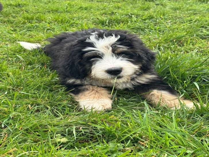 Superbe Bernedoodle standard