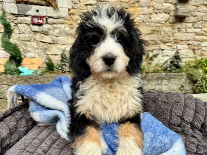 Chiot Ultra Bernedoodle standard