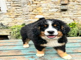 Chiot Ultra Bernedoodle standard