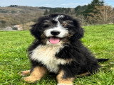 Chiot Ultra Bernedoodle standard