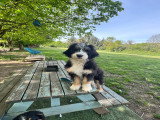 Superbe Bernedoodle standard