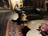 Superbe Bernedoodle standard