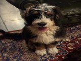 Superbe Bernedoodle standard