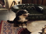 Superbe Bernedoodle standard