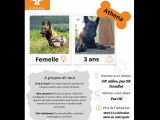 Disponible &agrave; l'adoption : chienne Berger Malinois bring&eacute;e