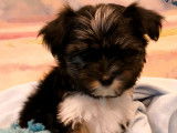 Chiots croisés Yorshire biro et Morkie à vendre