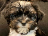 Chiots crois&eacute;s Yorshire biro et Morkie &agrave; vendre