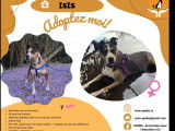 En attente d'adoption : chienne noire et blanche