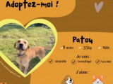 Adoption disponible : chien Royal Bourbon d&rsquo;un an