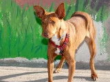 Chienne Podenco fauve en attente d'adoption