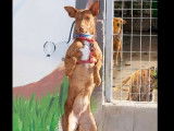 Chienne Podenco fauve en attente d'adoption
