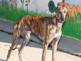 Chiot m&acirc;le Galgo bring&eacute; pr&ecirc;t pour l'adoption