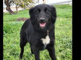 Chienne noire en attente d&rsquo;une famille