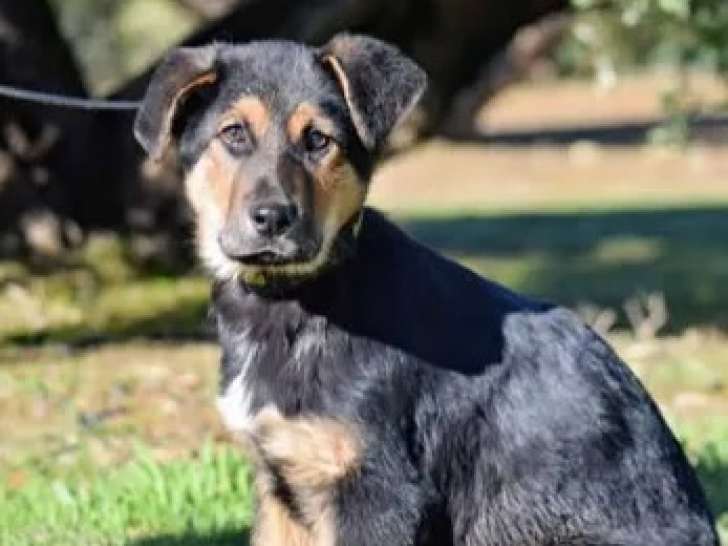 Chiot mâle de 3 mois à accueillir