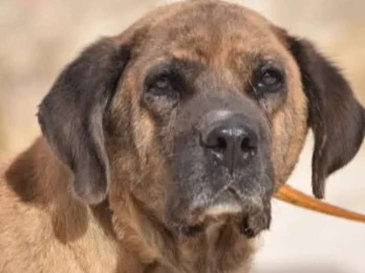Chienne Mâtin Espagnol bringée en quête d'une famille