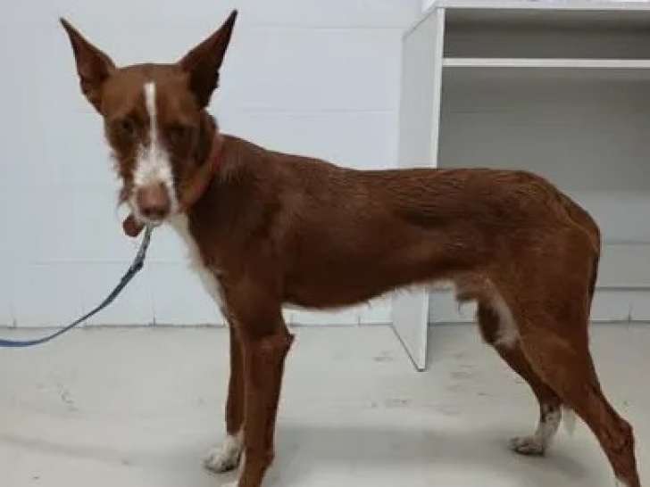 Chien Podenco marron et blanc à la recherche d'un foyer