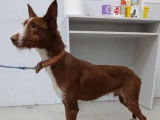 Chien Podenco marron et blanc à la recherche d'un foyer