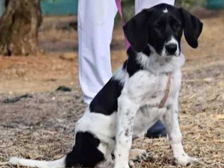 Disponible à l'adoption, chiot femelle blanc avec marque noire