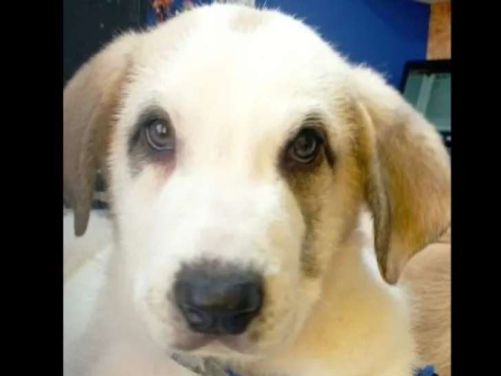 En attente d'adoption, chiot mâle Mâtin Espagnol de 4 mois