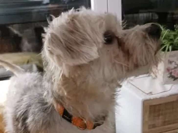 En attente d’une famille, chien Yorkshire Terrier sable