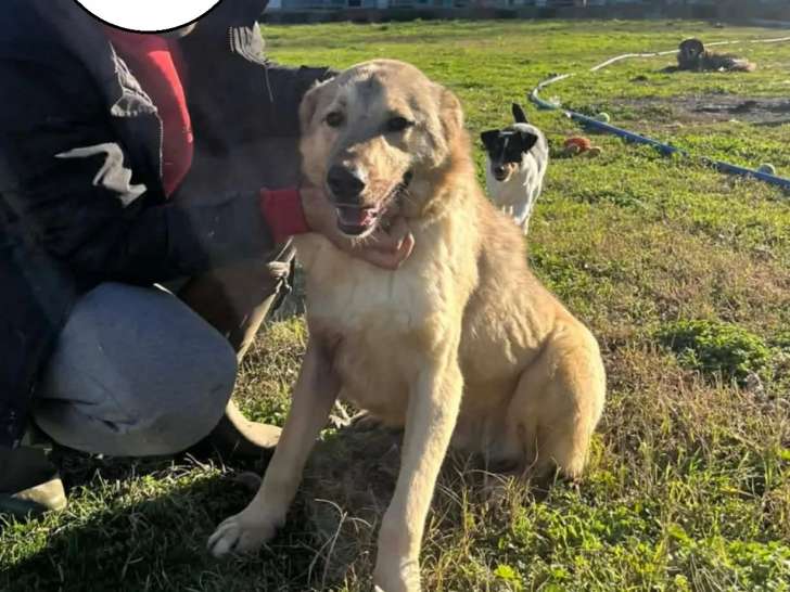 À accueillir, chien d'un an