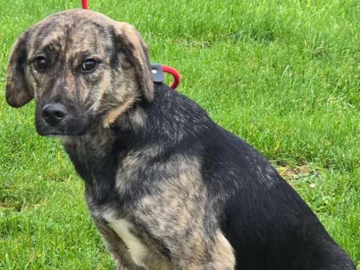 Prête pour l’adoption : chienne de couleur bringée