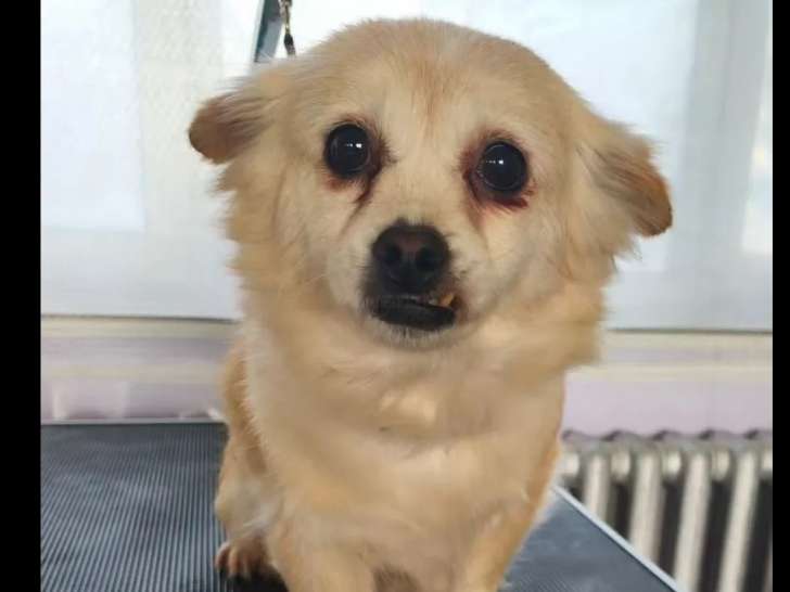 Adoption disponible : chienne de 3 ans