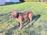 Mâle American Bully XL de 1 an recherche femelle pour saillie