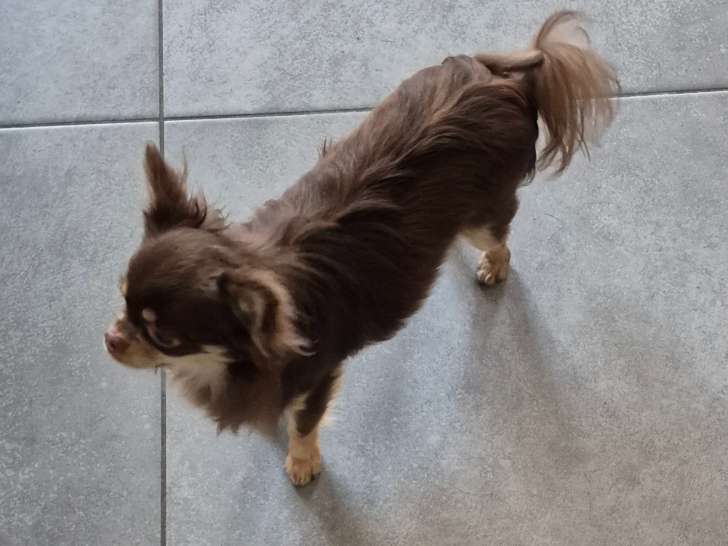 Jeune mâle Chihuahua castré à vendre
