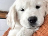 Chiot Golden Retriever &agrave; vendre