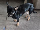 Jeune m&acirc;le Chihuahua noir et feu &agrave; vendre