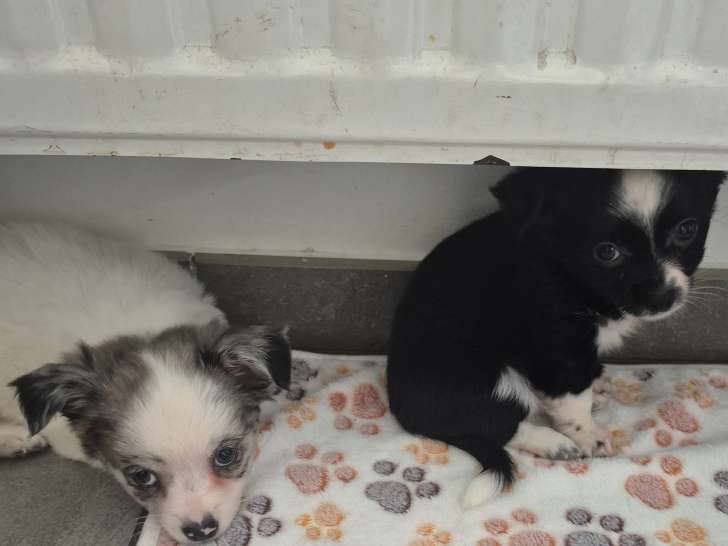 2 chiots de type Chihuahua à vendre