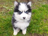 Chiots Pomsky Mini F4 de lignées prestigieuses à vendre