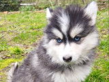 Chiots Pomsky Mini F4 de lignées prestigieuses à vendre