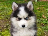 Chiots Pomsky Mini F4 de lignées prestigieuses à vendre