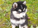 Chiots Pomsky Mini F4 de lignées prestigieuses à vendre